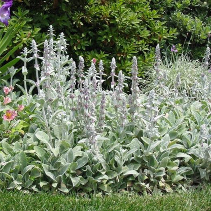 Stachys byzantina &