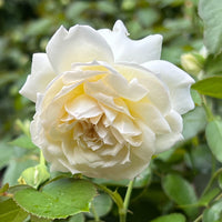 Bolero Rose