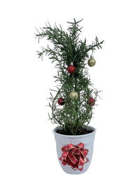 Athens Blue Rosemary