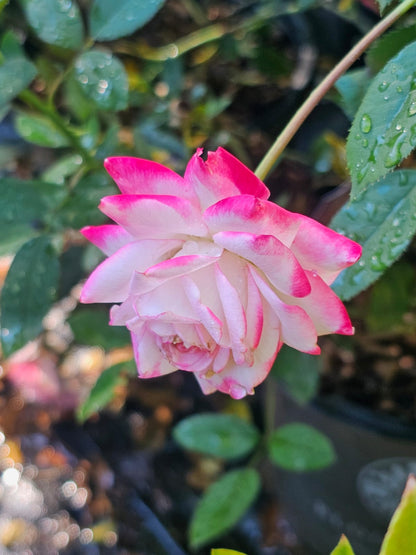 Candy Cane Cocktail Rose