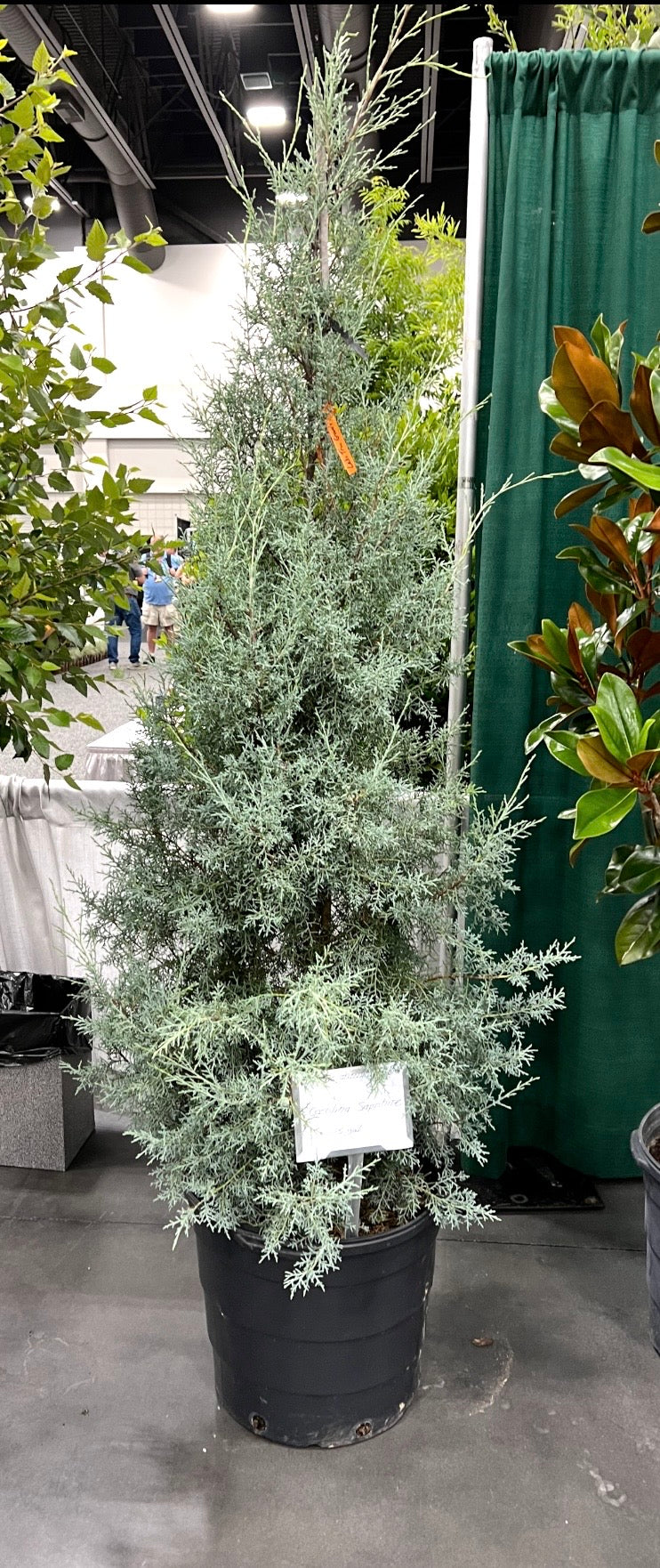 Buy Blue Ice Cypress Tree - Fresh Cut Christmas Option