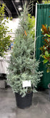 Carolina Sapphire evergreen shrub with blue-green feathery foliage in garden landscape