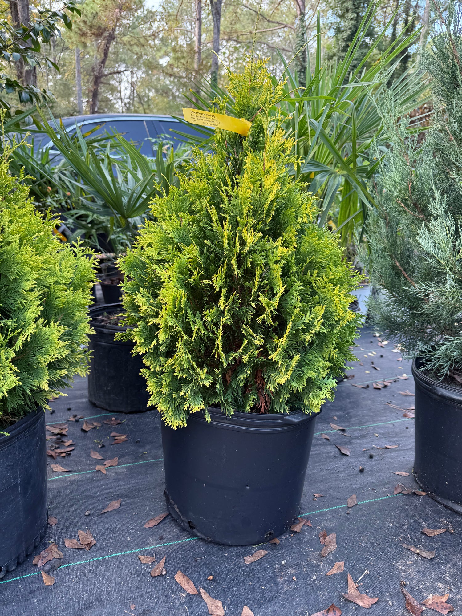 George Peabody Arborvitae