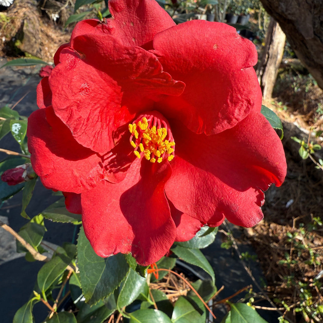 Royal Velvet Red Camellia Japonica