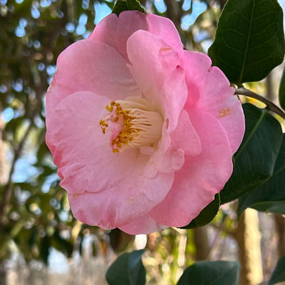 April Remembered Camellia-Cold Hardy to 5*F