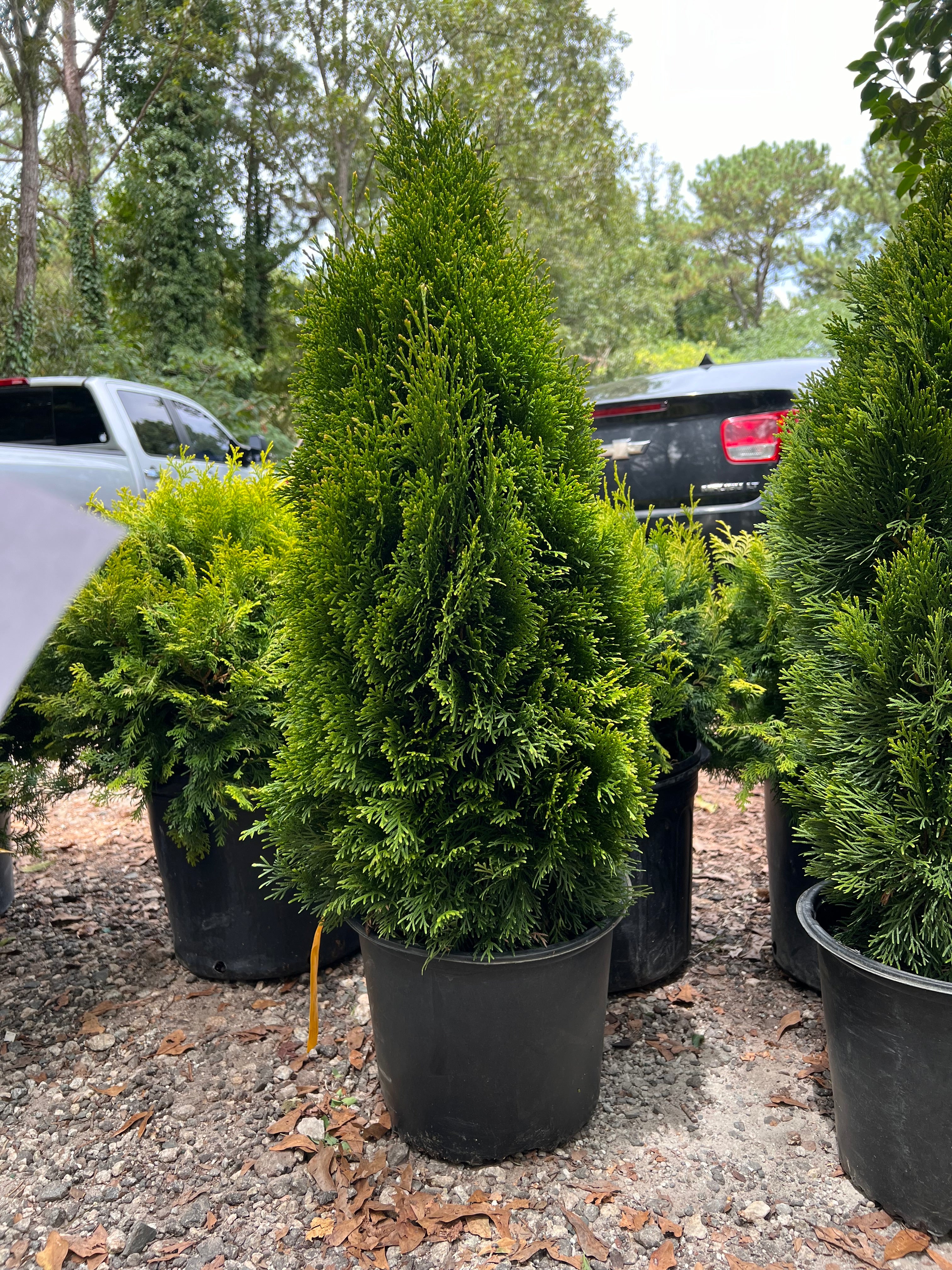 Emerald Green Thuja Arborvitae