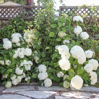 Little Lime Punch Hydrangea plant in garden showing multicolored summer blooms