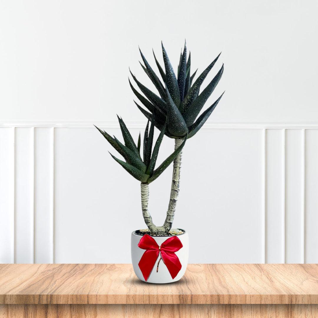 Stunning Succulent in Ceramic Pot -Good Gift