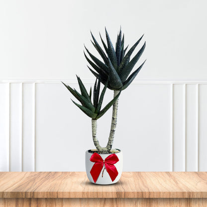 Stunning Succulent in Ceramic Pot -Good Gift