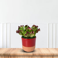 Gorgeous Artificial Plant in Pot of Your Choice -Good Gift