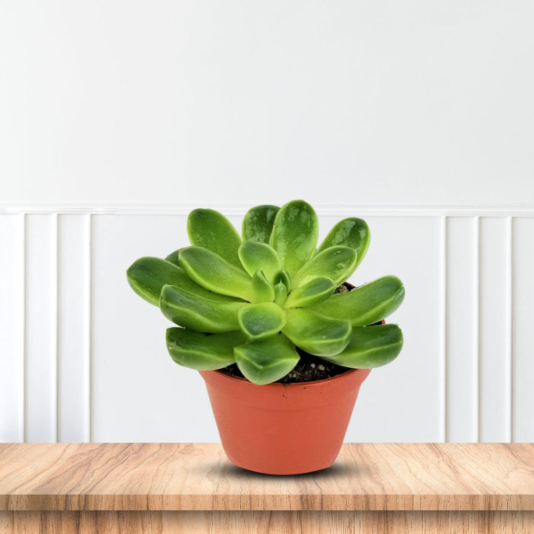 Gorgeous Potted Aeonium - Artificial