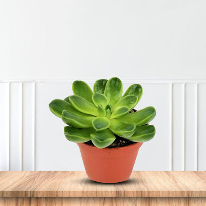 Gorgeous Potted Aeonium - Artificial