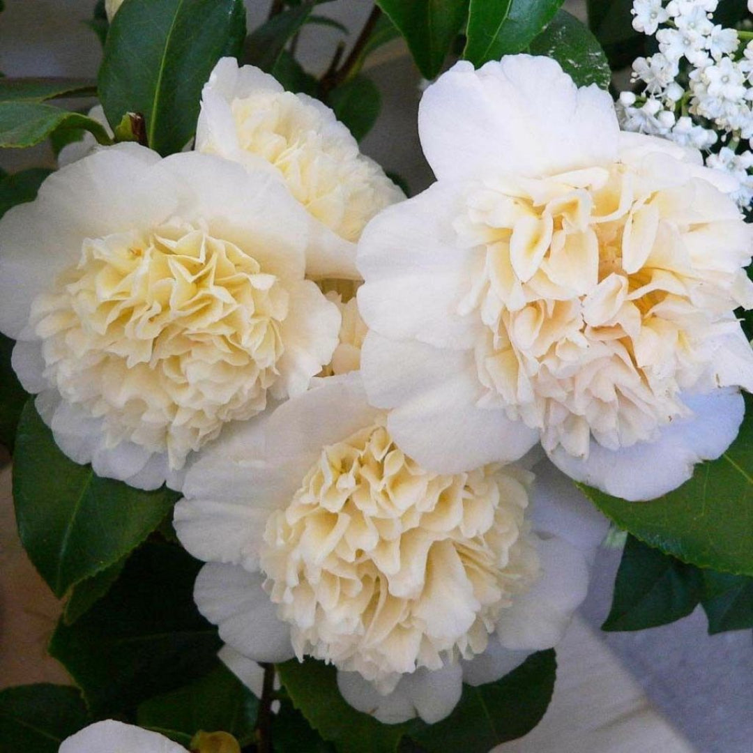 Camellia Jury&