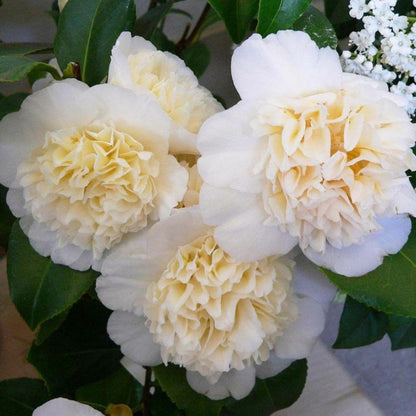 Camellia Jury&