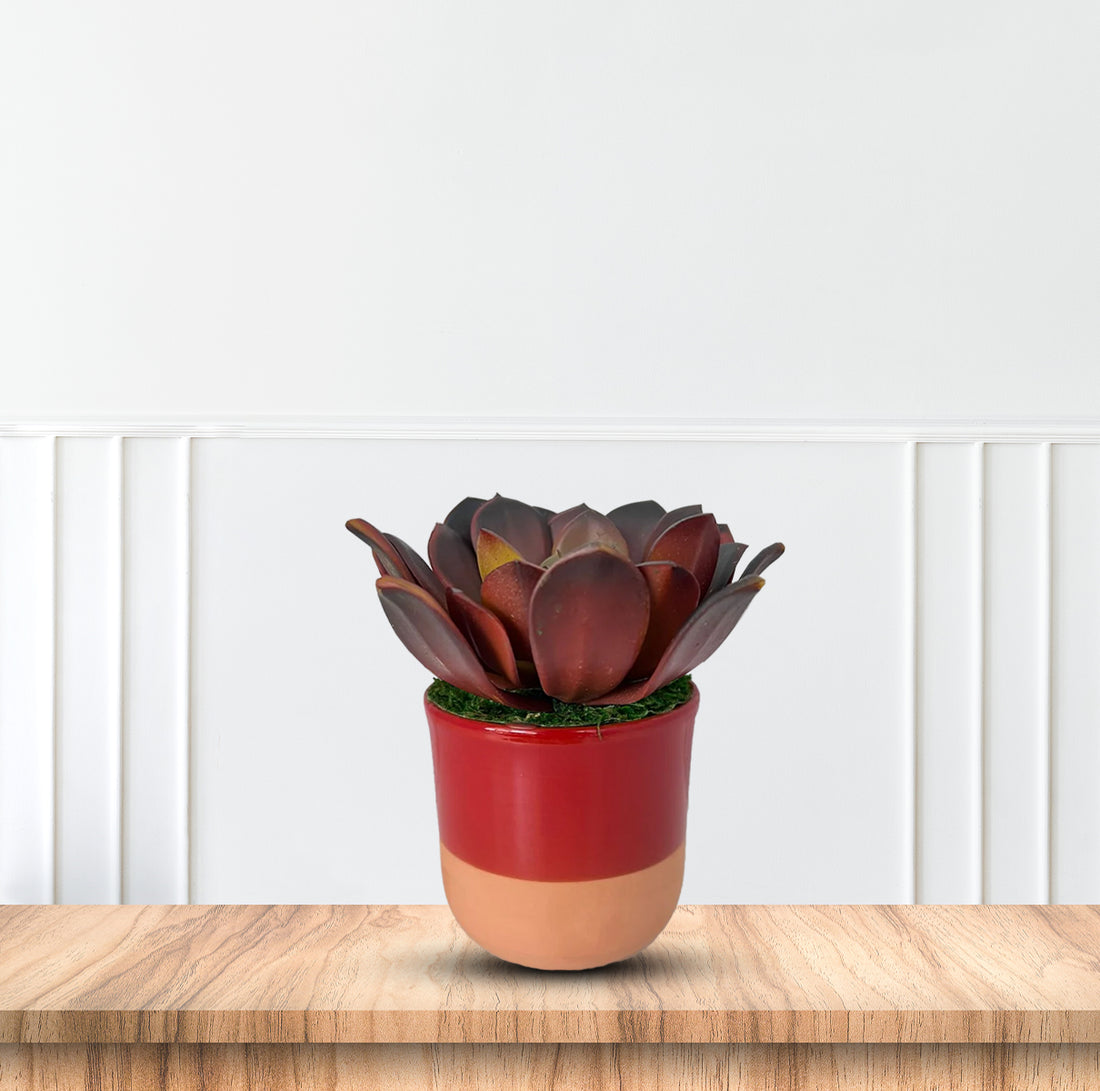 Cute Echeveria Red Succulent in Ceramic Pot - Artificial ~ The Perfect Christmas Gift