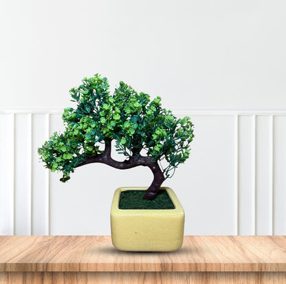 Gorgeous Bonsai with Very Attractive Pot(Good Gift)