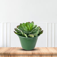Cute Tree Houseleek Succulent in Plastic Pot - Artificial