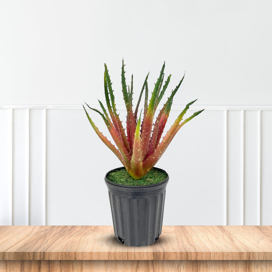 Gorgeous Aloe vera Plant in Ceramic Pot -Good Gift