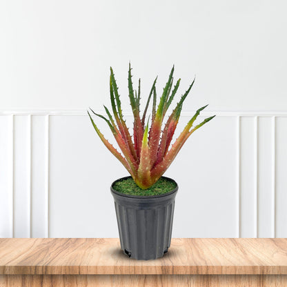 Gorgeous Aloe vera Plant in Ceramic Pot -Good Gift