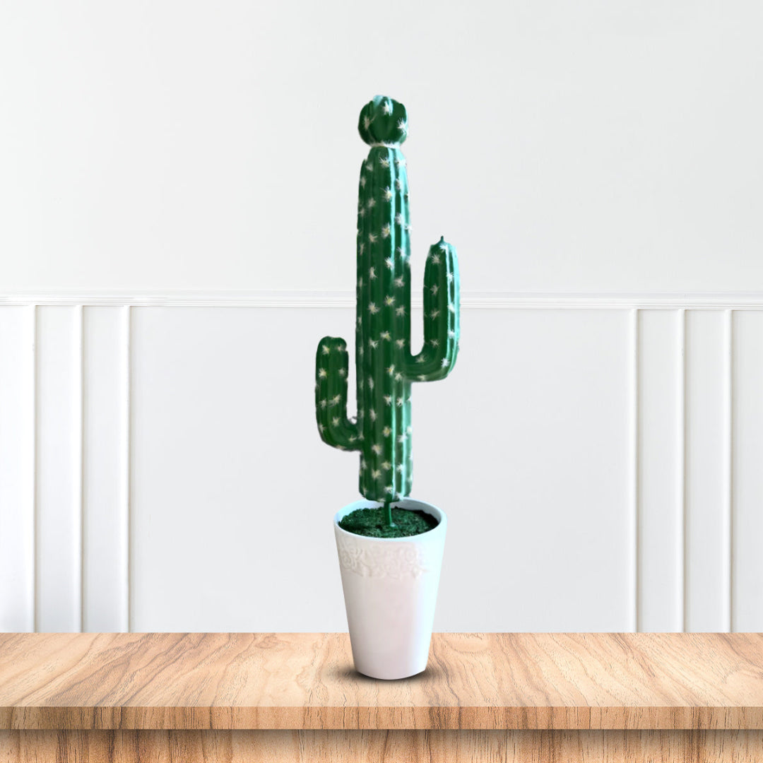 Gorgeous Tall Green Cactus in Ceramic Pot -Good Gift