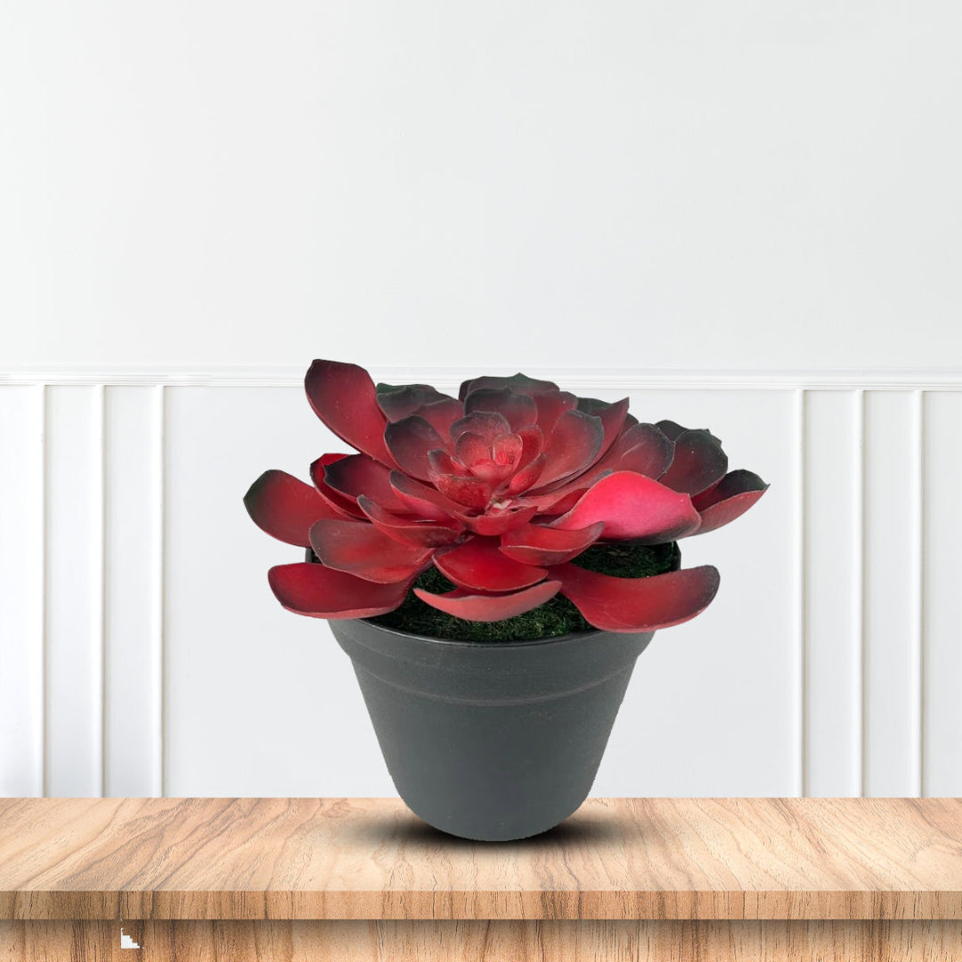 Gorgeous Echeveria in Color of Your Choice - Artificial