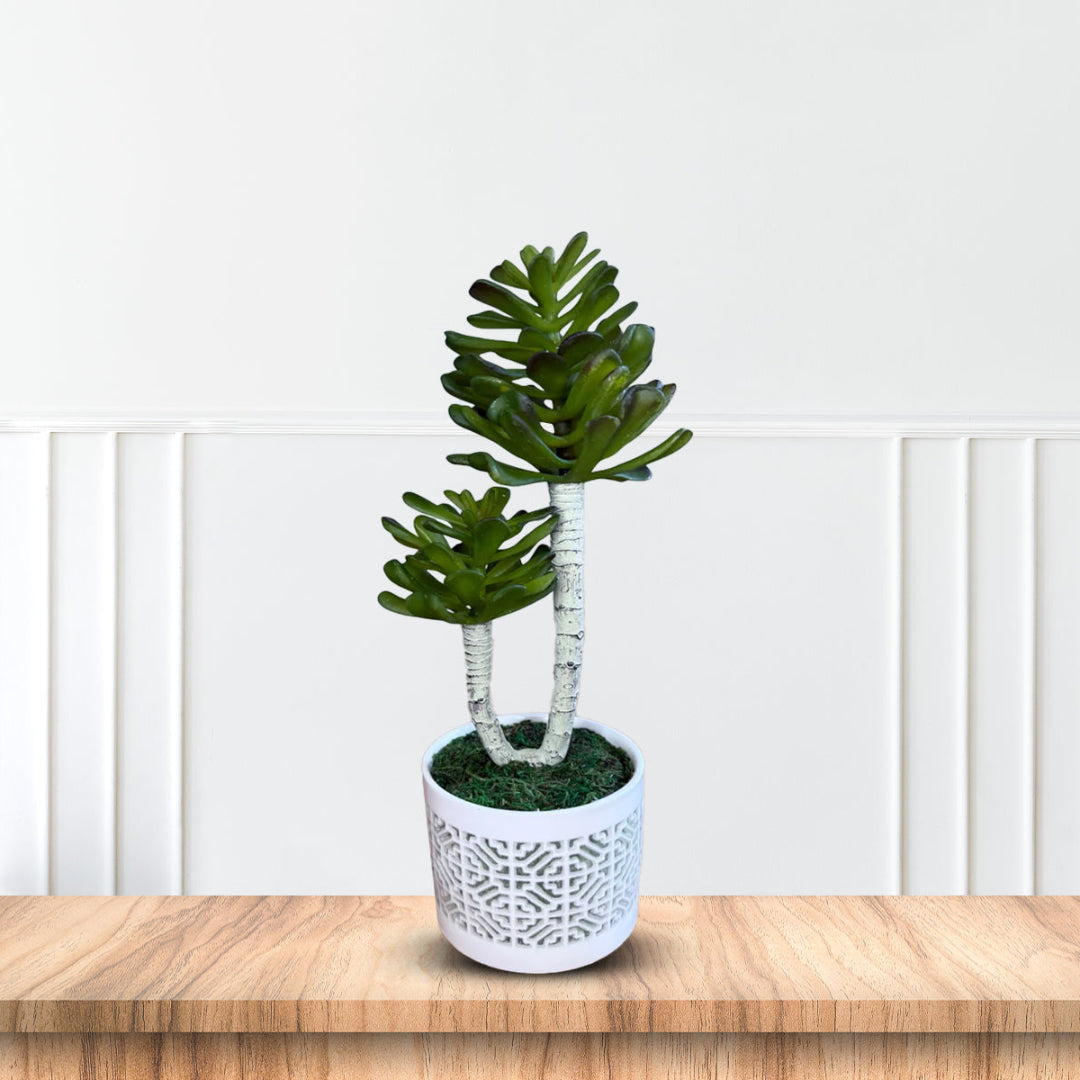 Stunning Plant in Ceramic pot -Good Gift