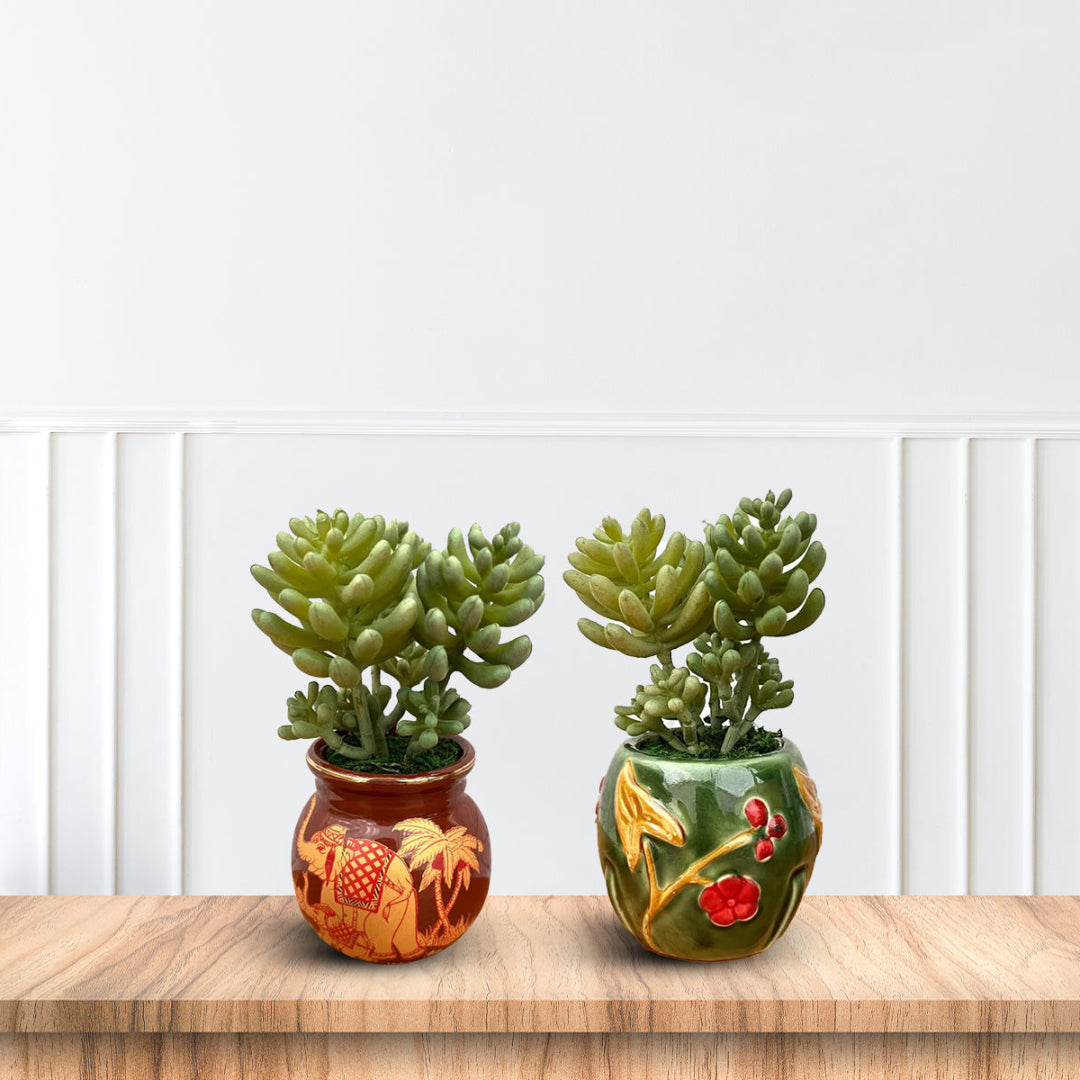 Beautiful Mini Green Succulent -Good Gift