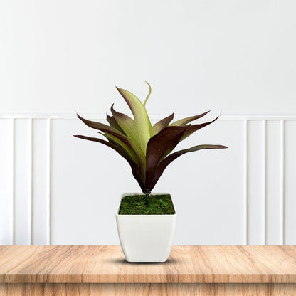 Gorgeous Bonsai - Good Gift