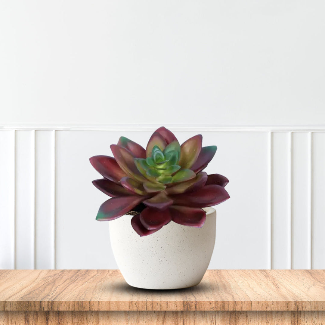 Beautiful Succulent in Ceramic Pot - Artificial ~ The Perfect Christmas Gift