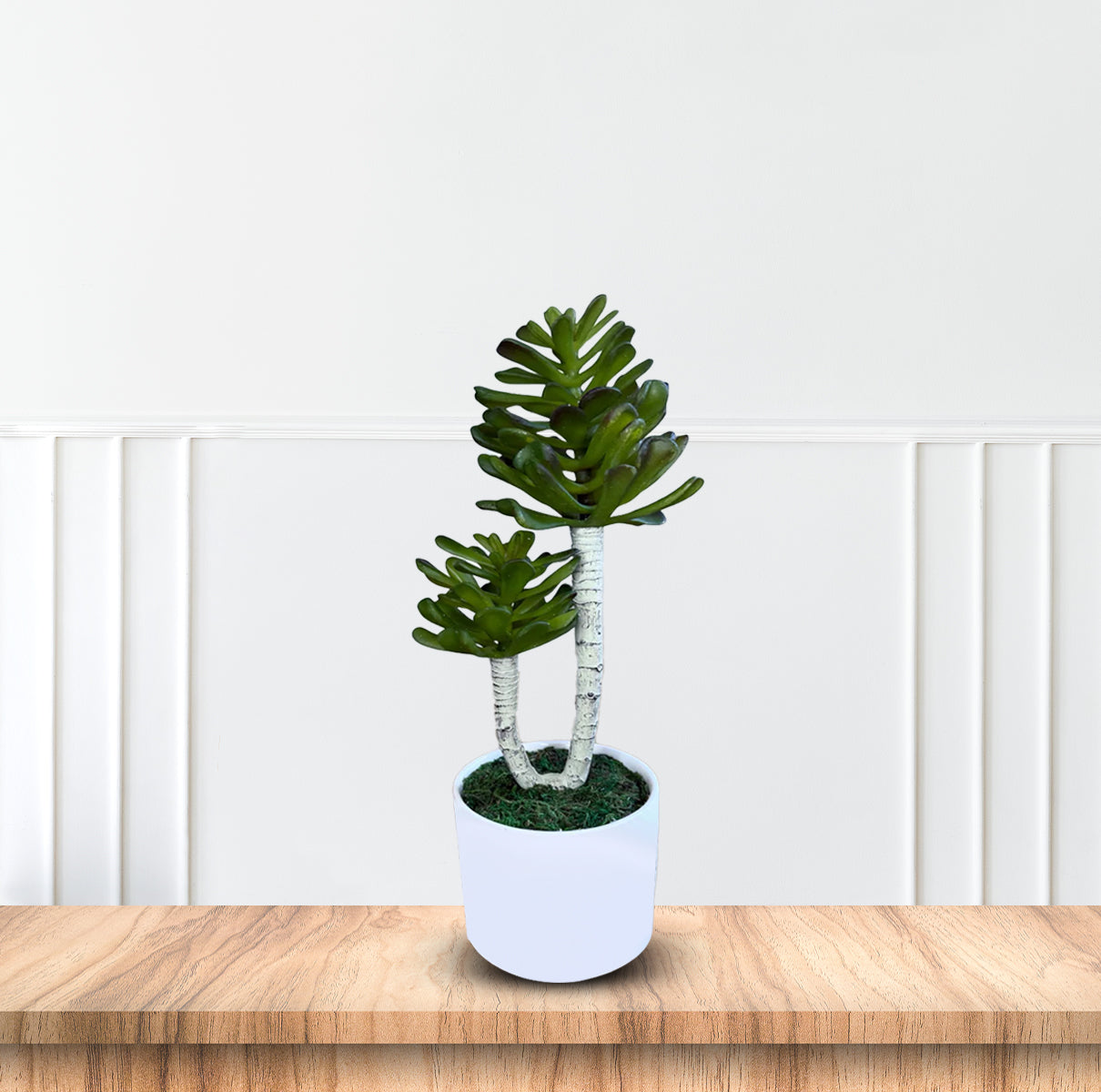 Bonsai in Green Color -Good Gift