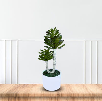 Bonsai in Green Color -Good Gift