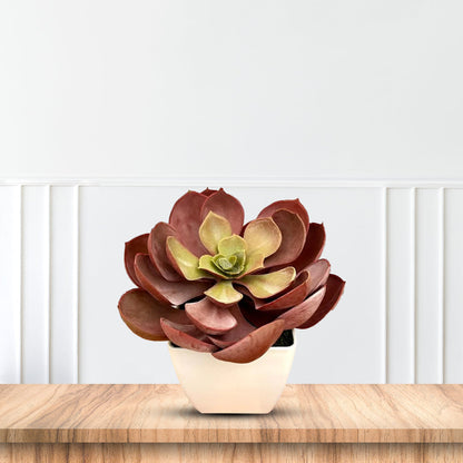 Stunning Crassulla Red Succulent -Good Gift