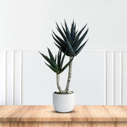 Yucca Plant -Good Gift