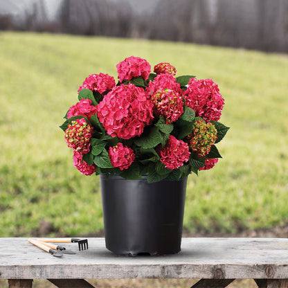 Summer Crush Reblooming Hydrangea (Endless Summer Hydrangeas)