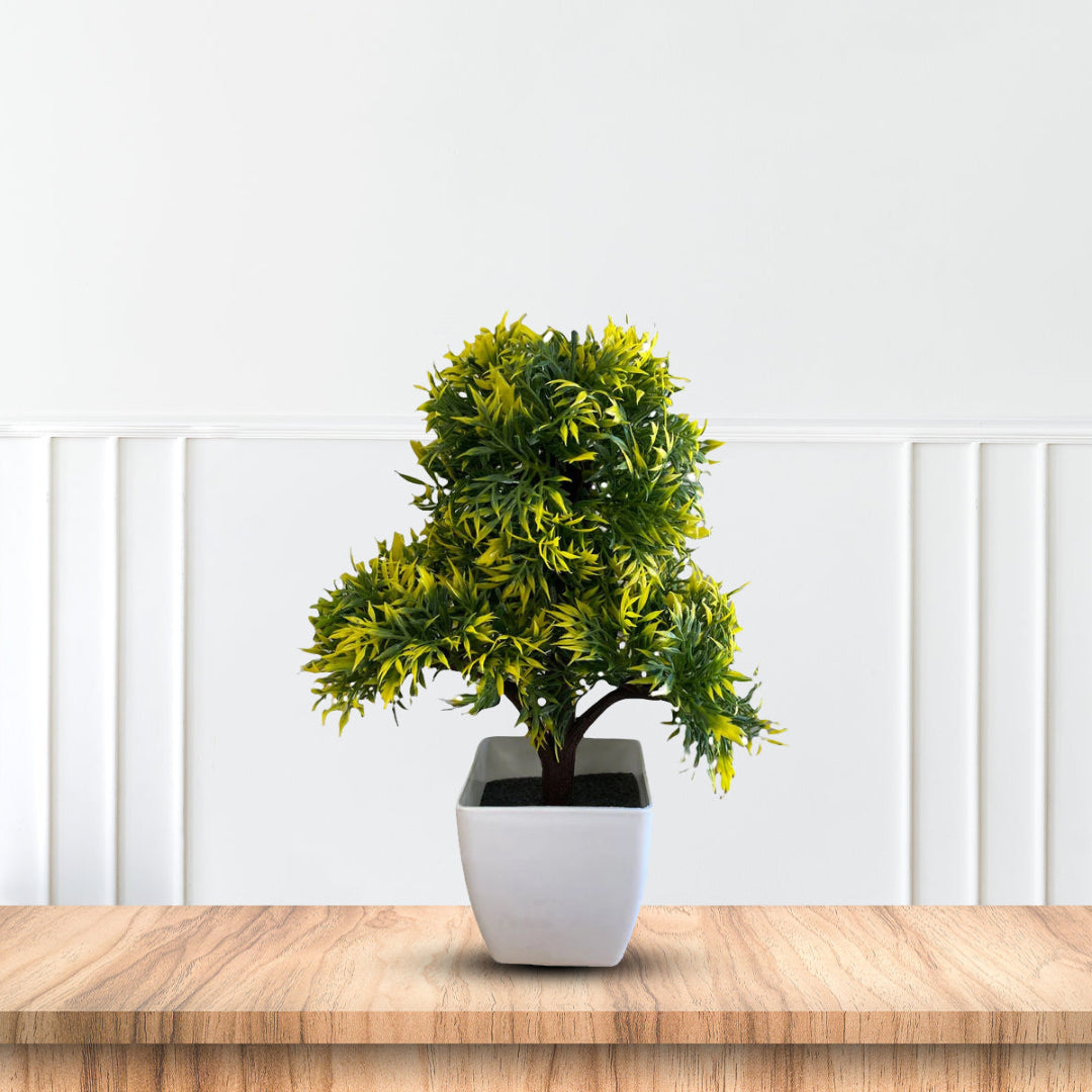 Green Bonsai -Good Gift