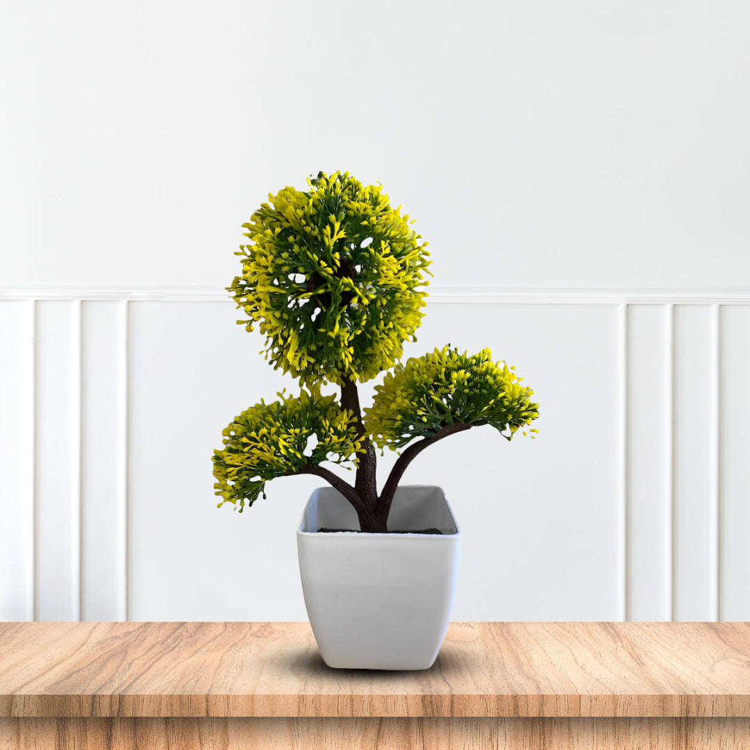Gorgeous Bonsai in various colors ~ The Perfect Gift