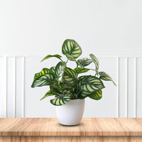 Stunning Peacock Plant in pot of your choice-Artificial-Good Gift