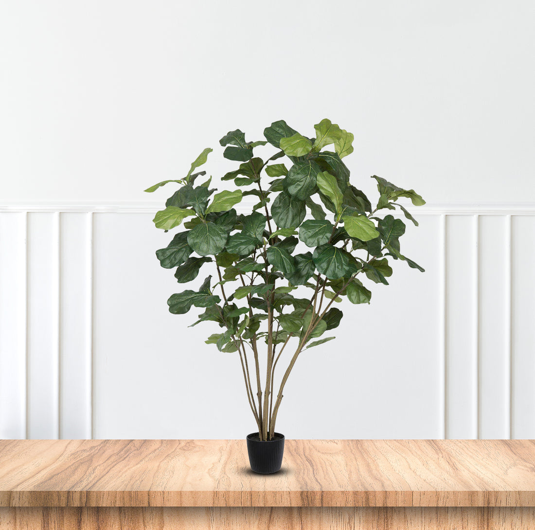 Fiddle Tree-Good Gift