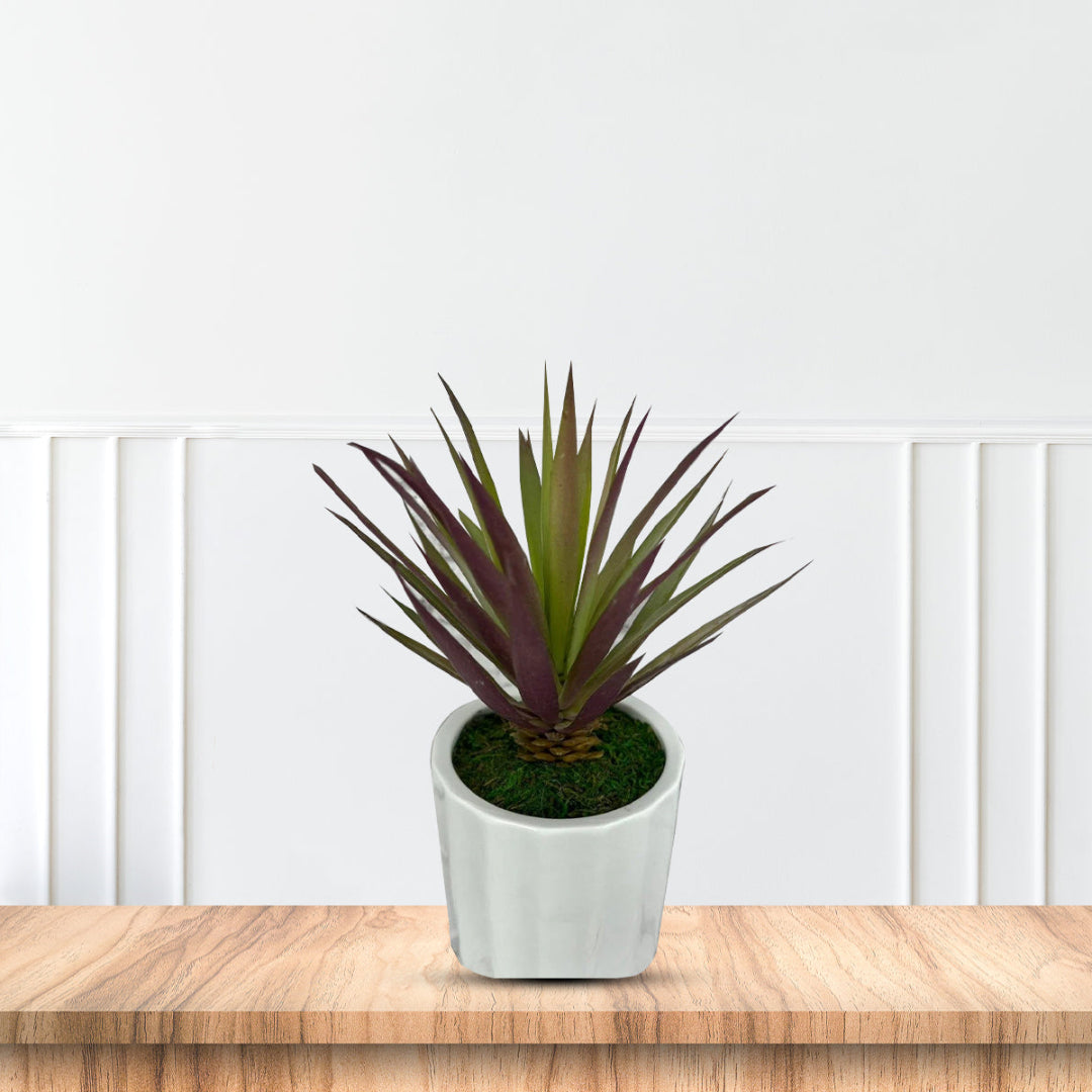 Gorgeous Succulents in Ceramic Pot-Good Gift