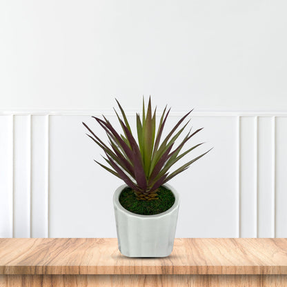 Gorgeous Succulents in Ceramic Pot-Good Gift