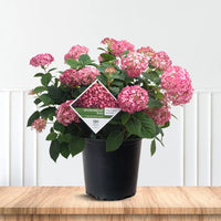 Potted Hydrangea Invincibelle Ruby plant ready for sale at Pixies Gardens online nursery