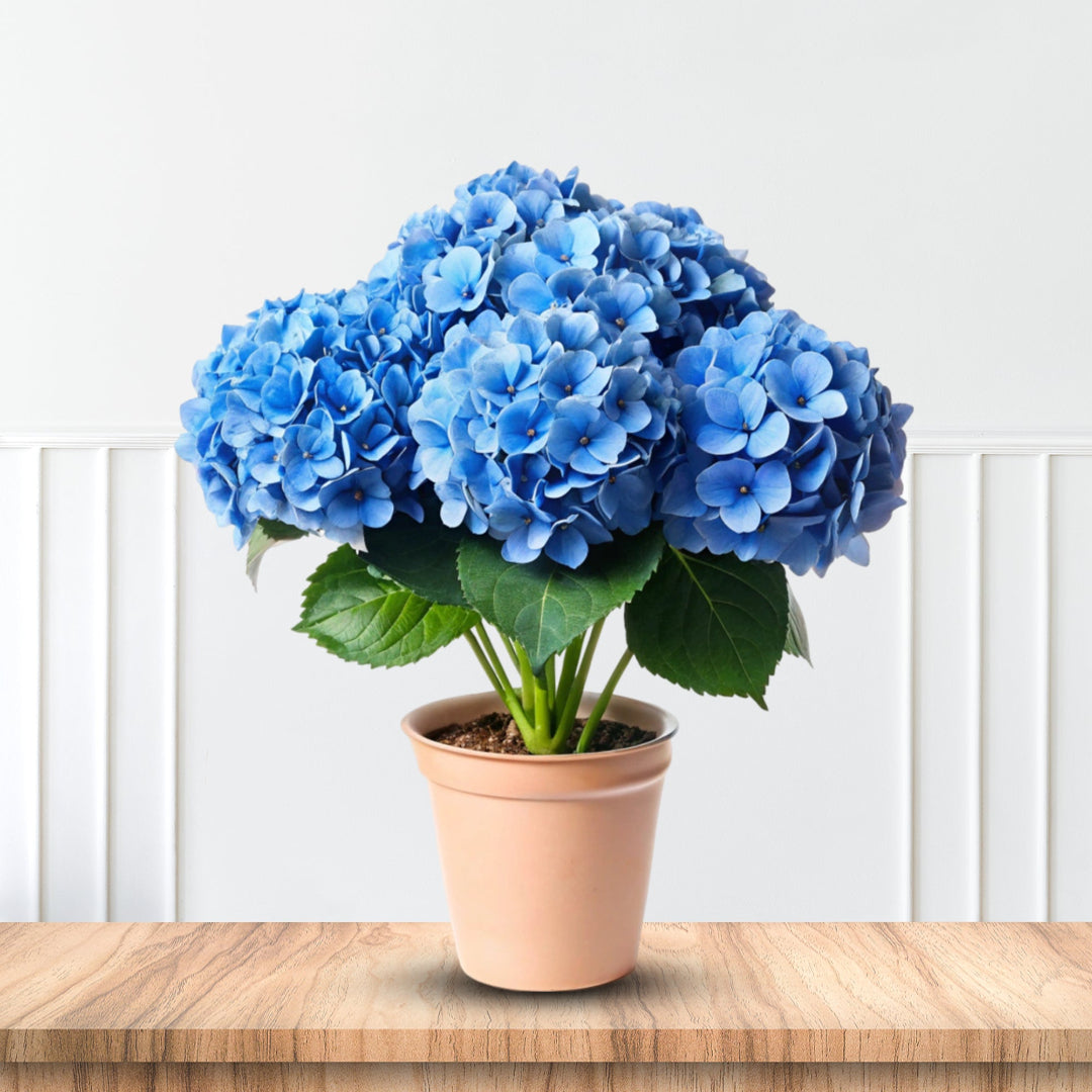 Nikko Blue Hydrangea Shrub Blooming in Garden Bed