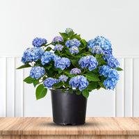 Blue blossoms of Nightingale Hydrangea in full bloom