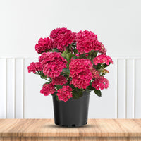 Vibrant Hydrangea Akadama shrub with pink blossoms perfect for garden landscaping