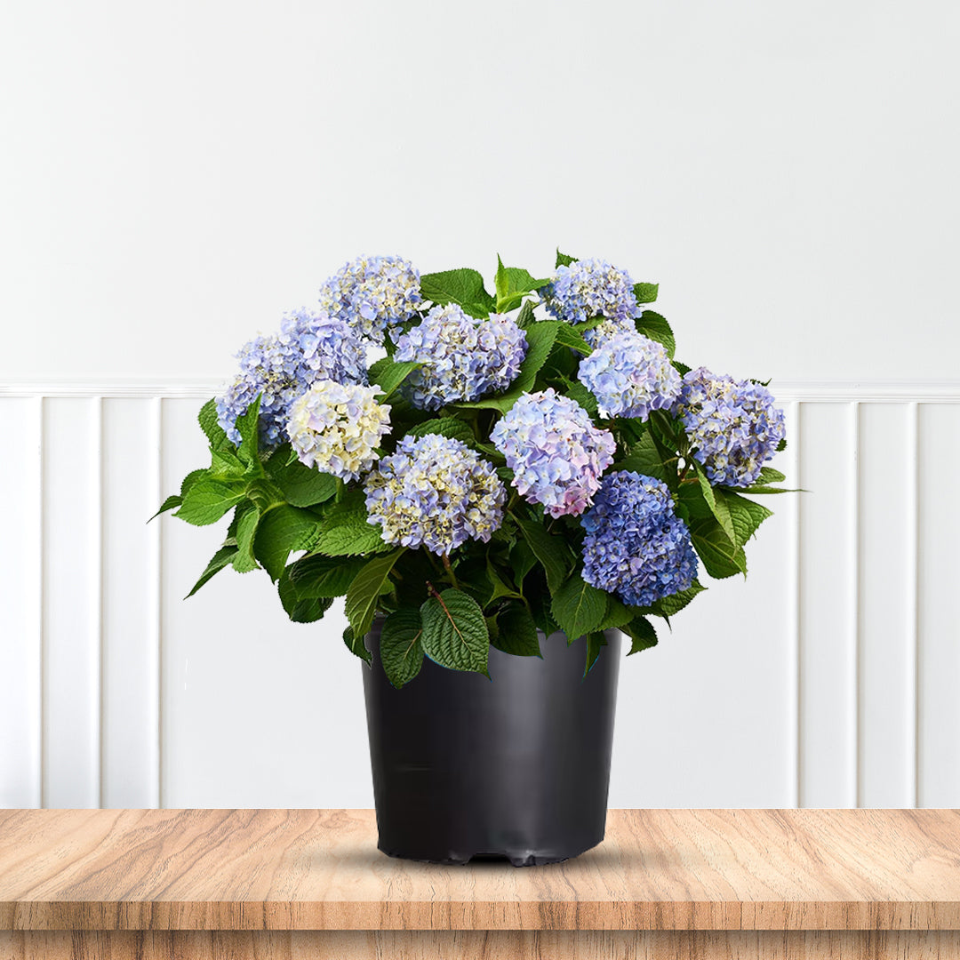 Lush blue flowering shrub The Original Endless Summer Hydrangea