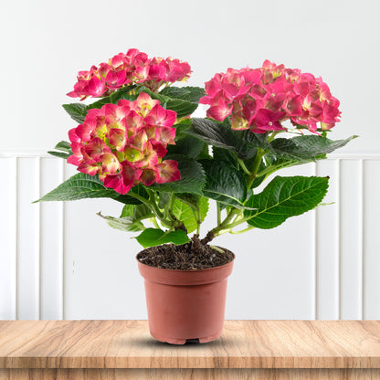 Hydrangea Summer Crush