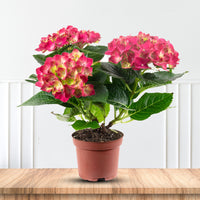 Eye-catching Summer Crush Hydrangea for garden landscapes