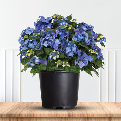 Pop Star Hydrangea