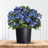 Compact Pop Star Hydrangea with bright blue flower clusters and lush green leaves