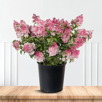 Vanilla Strawberry Hydrangea